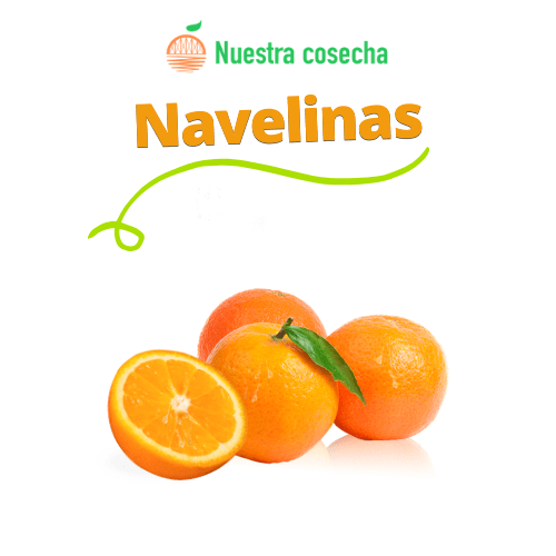 Naranjas navelinas de mesa - NUESTRA COSECHA