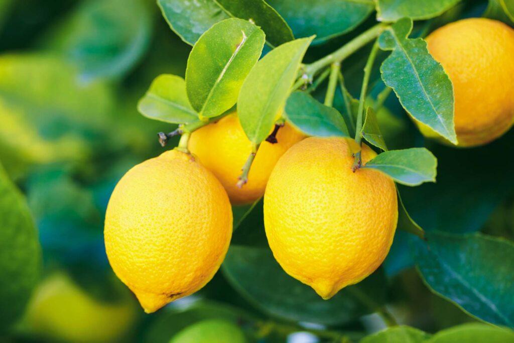 Los mejores limones online del mercado - NUESTRA COSECHA