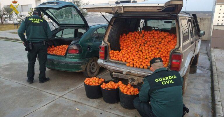 cuidado con las naranjas robadas