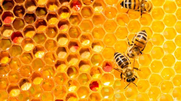 historia de la miel de abeja