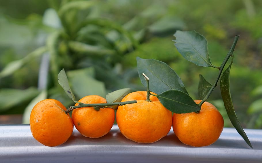 NUESTRA COSECHA - Mandarinas únicas