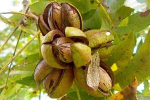 Nueces de Pecán - NUESTRA COSECHA